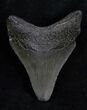 Fossil Megalodon Tooth - South Carolina #13686-1